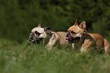 BOULEDOGUE FRANCAIS 855